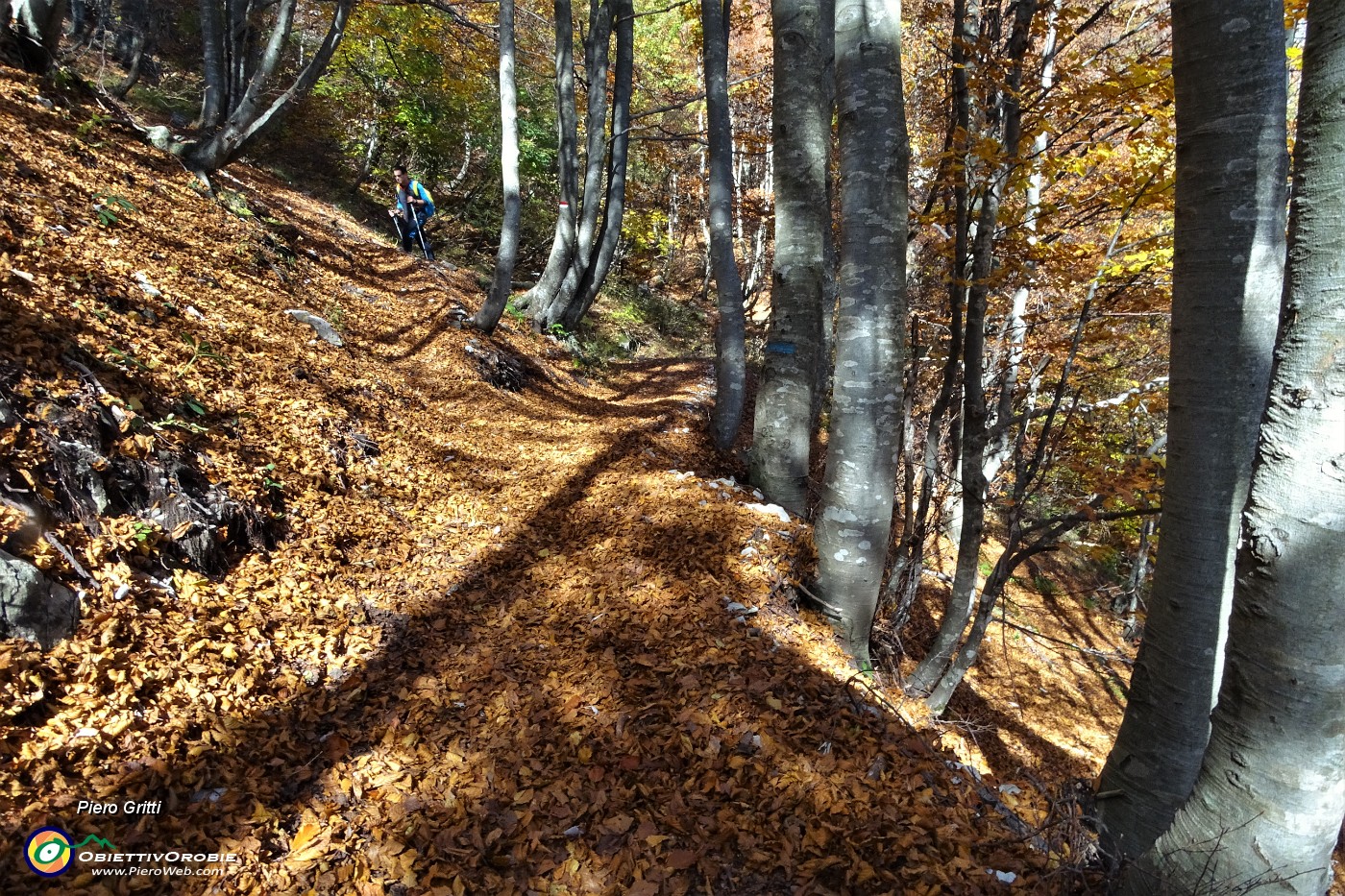 22 Camminiamo in faggeta su sentiero tapezzato di foglie.JPG